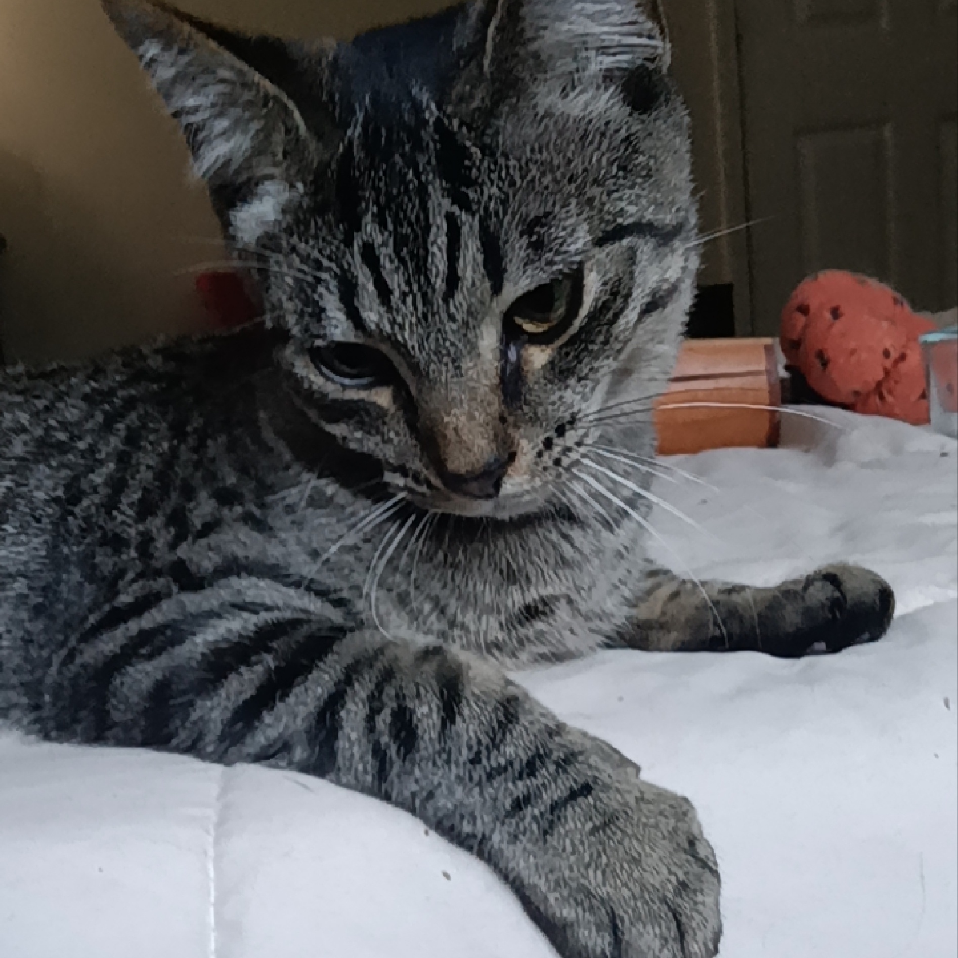 Cat for adoption Hopper, a Domestic Short Hair in Knoxville, TN Petfinder