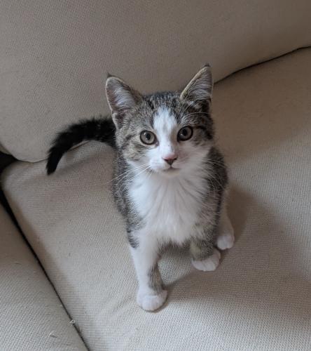 Danny, Adoptable, Kitten Male Domestic Short Hair.
