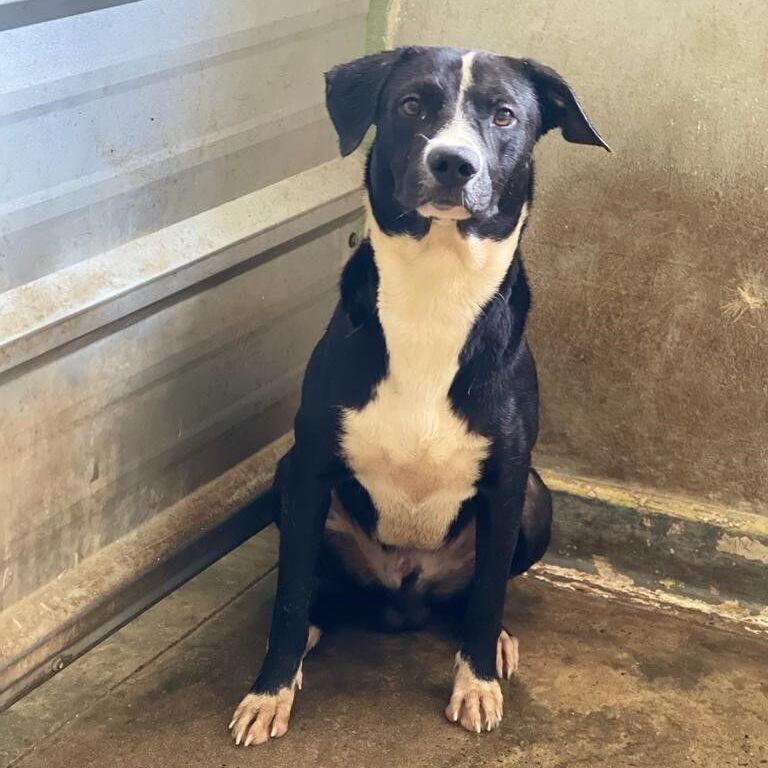 Steven, a Adoptable mixed breed in San Juan, PR image 1/9