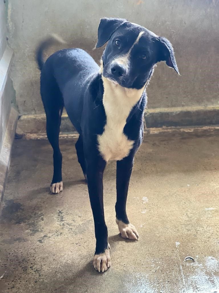 Steven, a Adoptable mixed breed in San Juan, PR image 2/9