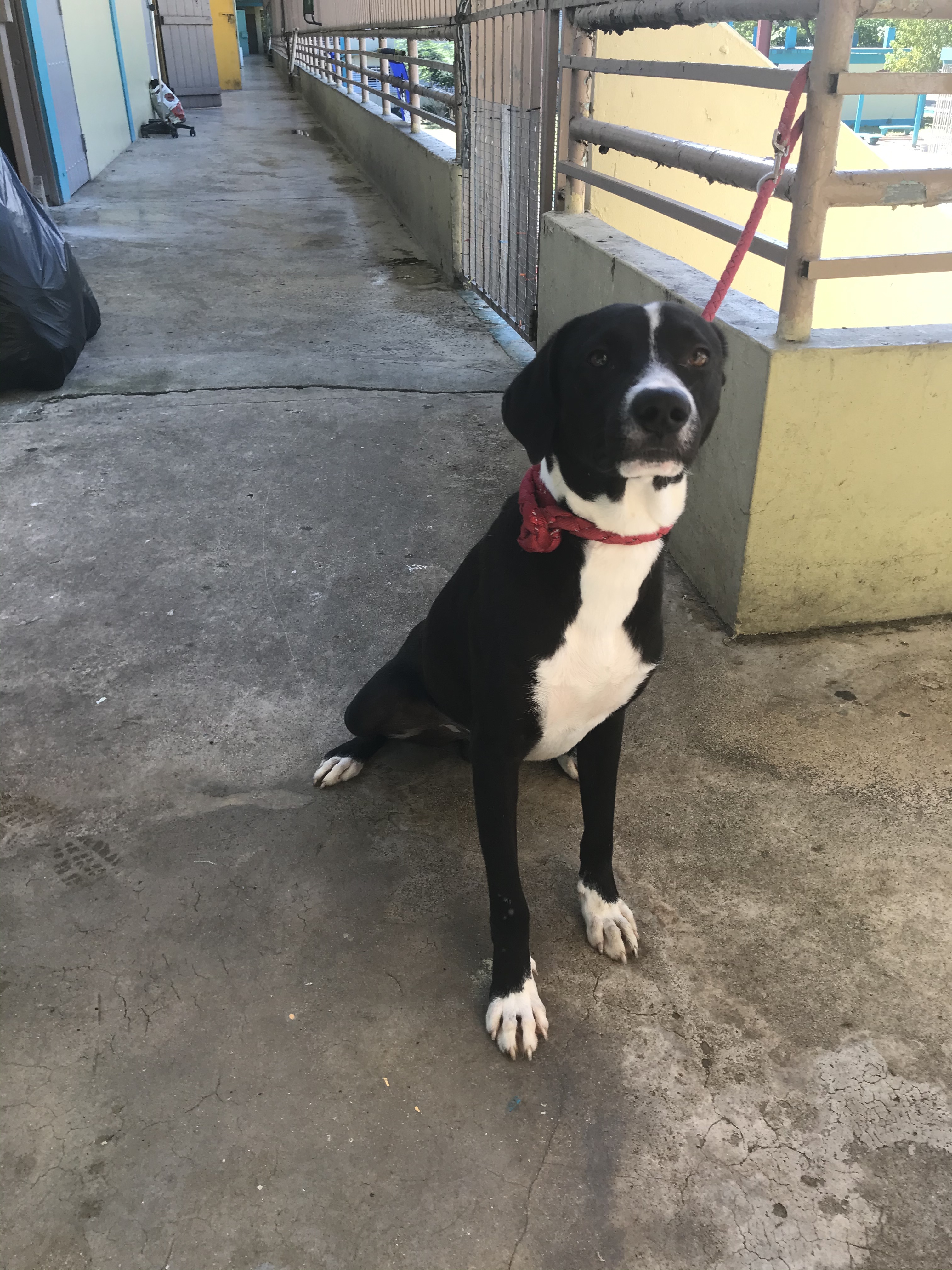 Steven, a Adoptable mixed breed in San Juan, PR image 3/9