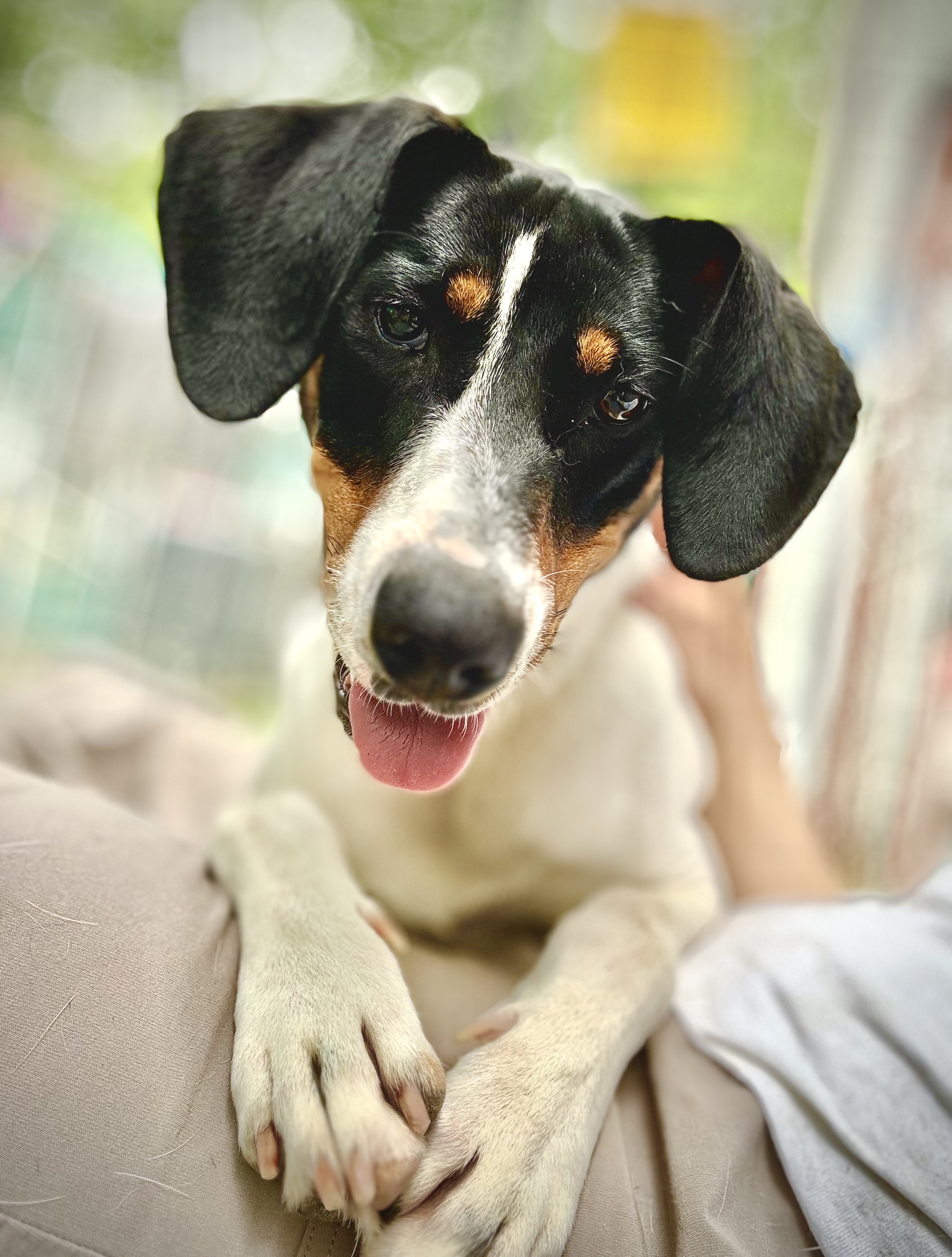 Lego, a Adoptable Hound in Midlothian, VA image 1/4