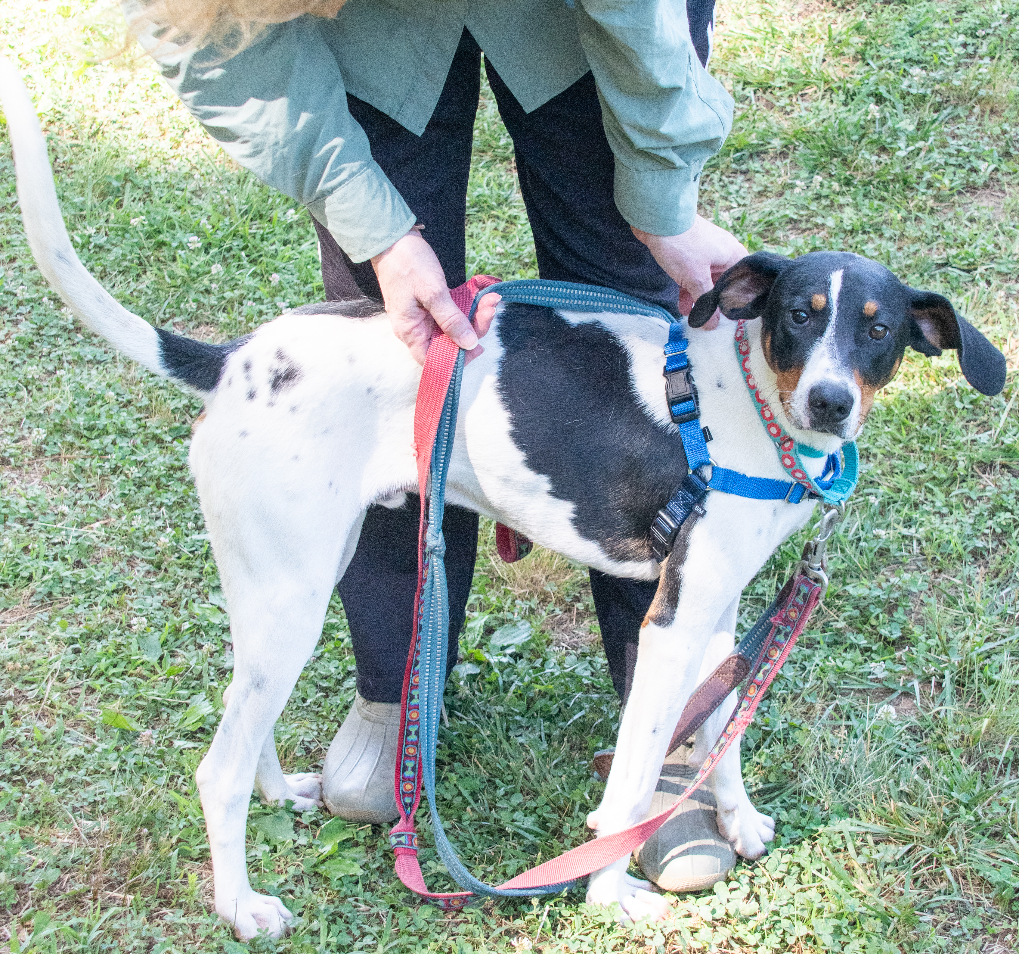 Lego, a Adoptable Hound in Midlothian, VA image 2/4