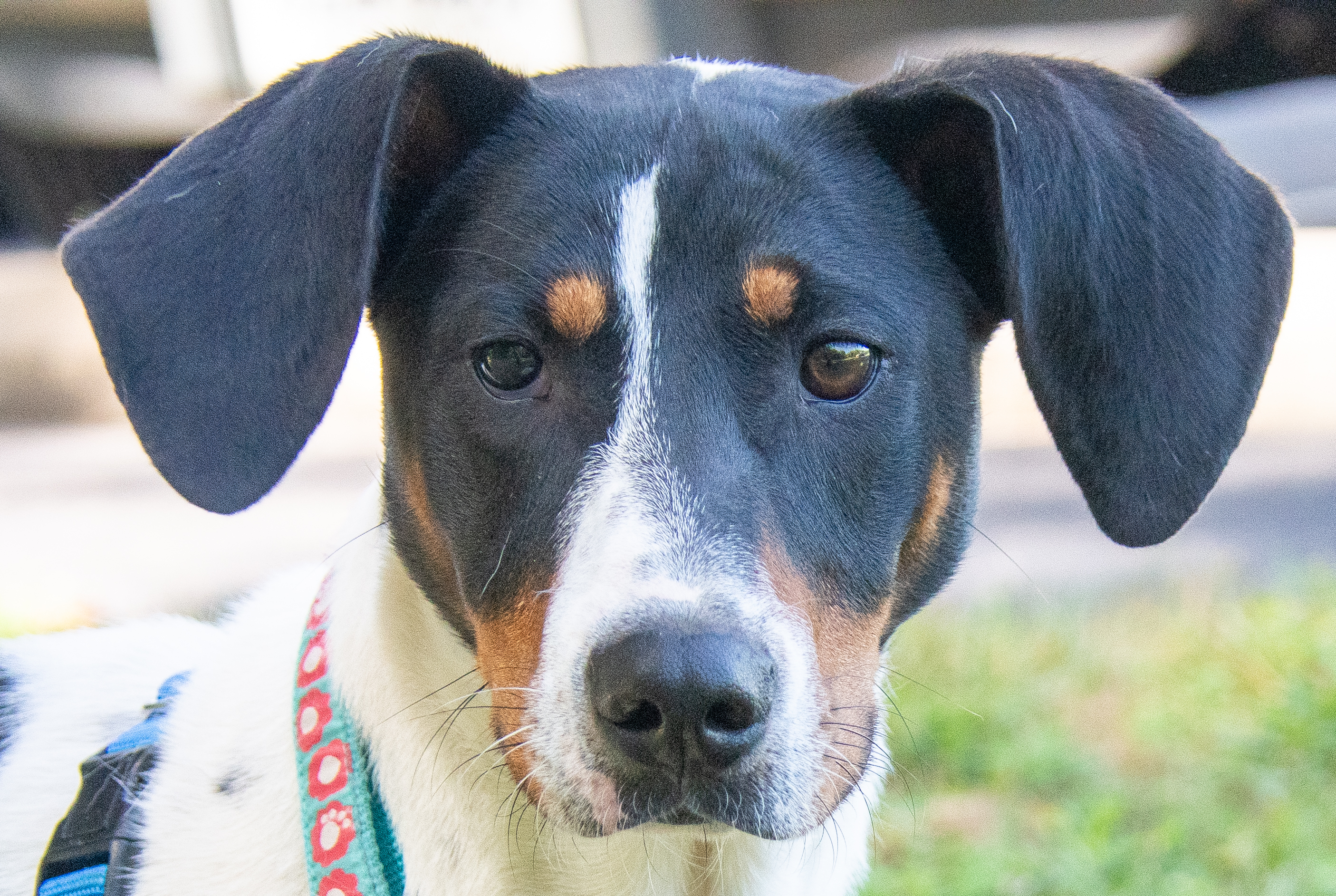 Lego, a Adoptable Hound in Midlothian, VA image 3/4