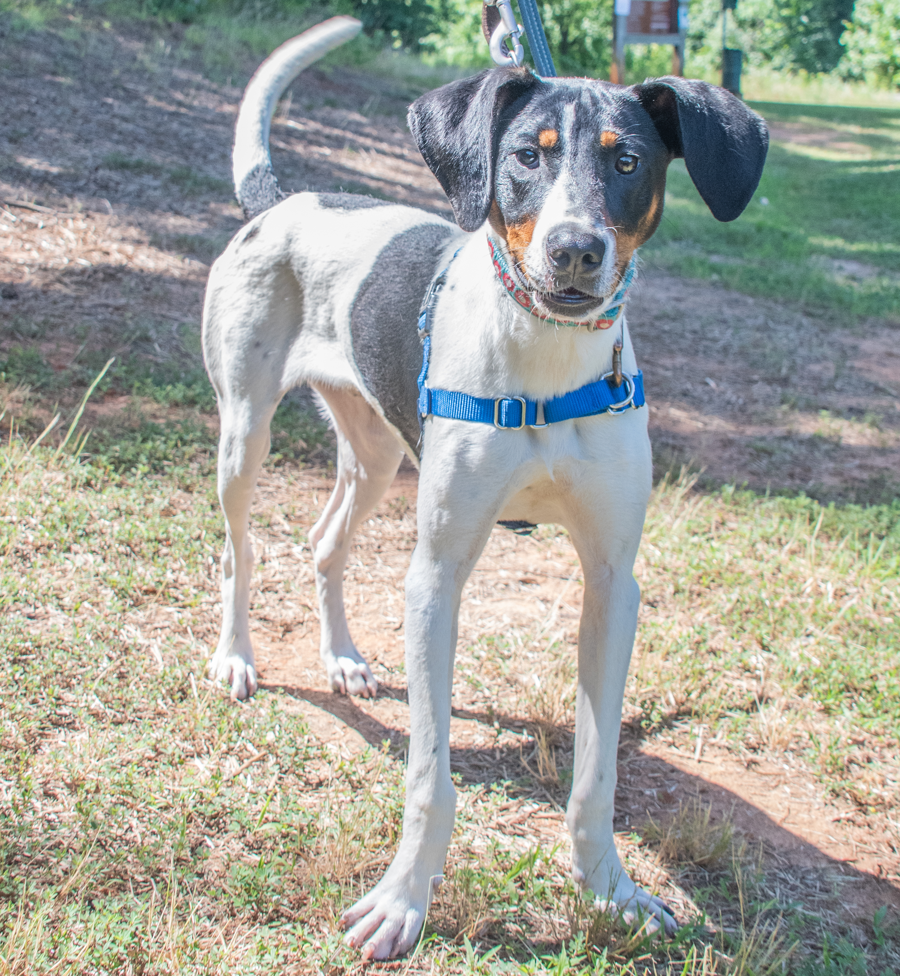 Lego, a Adoptable Hound in Midlothian, VA image 4/4