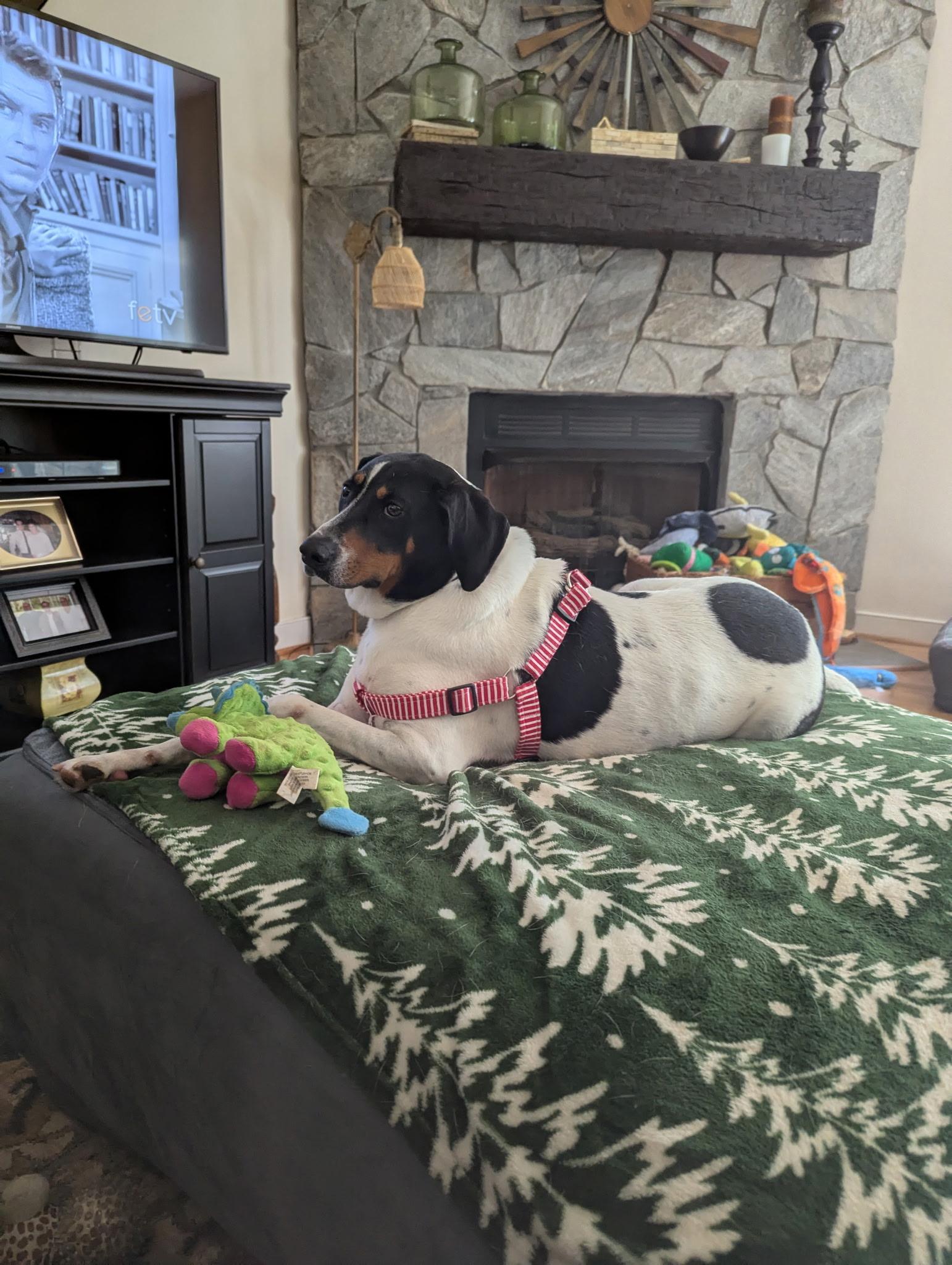 Lego, a Adoptable Hound in Midlothian, VA image 3/5