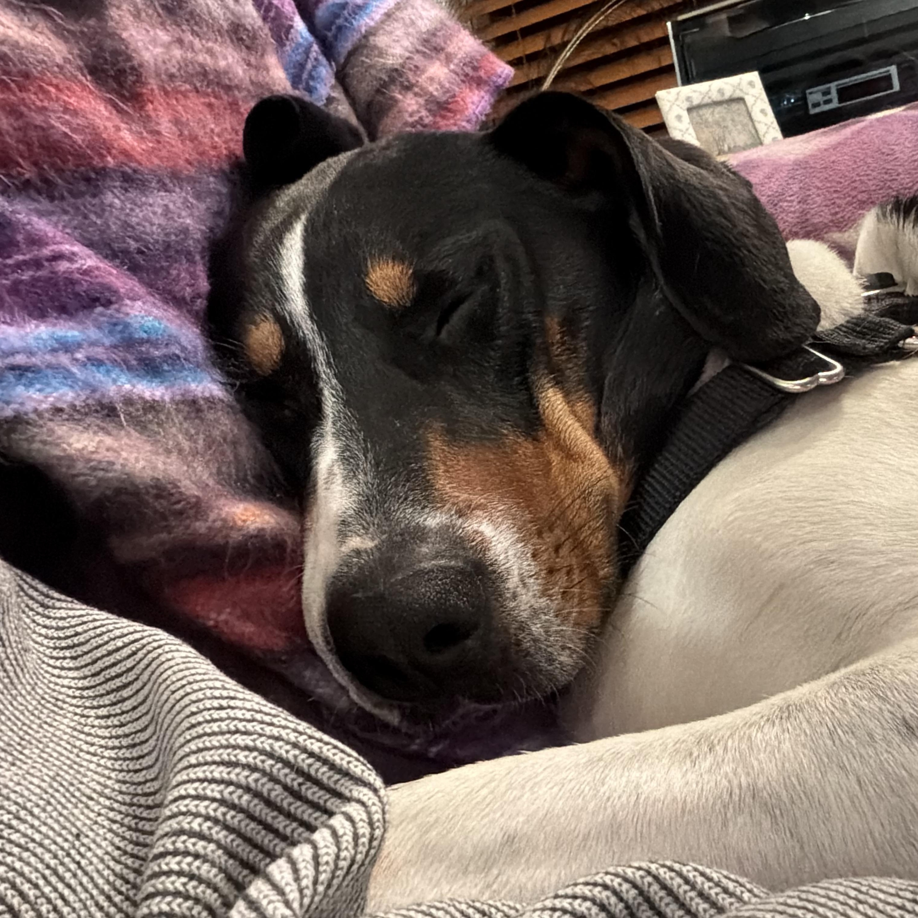 Lego, a Adoptable Hound in Midlothian, VA image 2/5