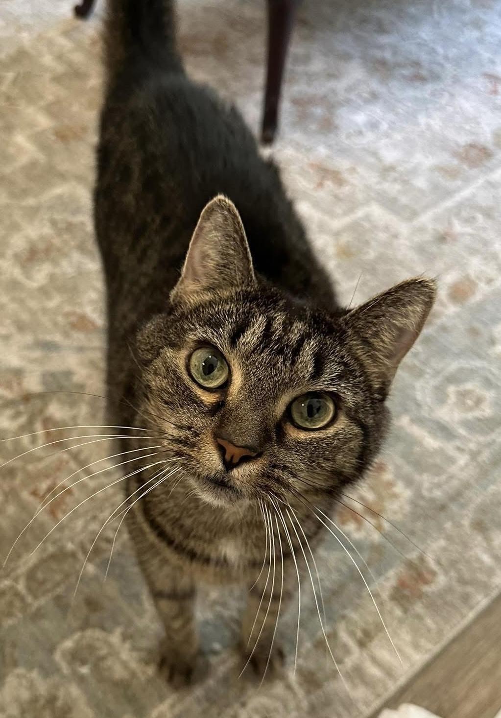 Enlarge Lexie, a ADOPTABLE Domestic Short Hair in Easley, SC image 1/1