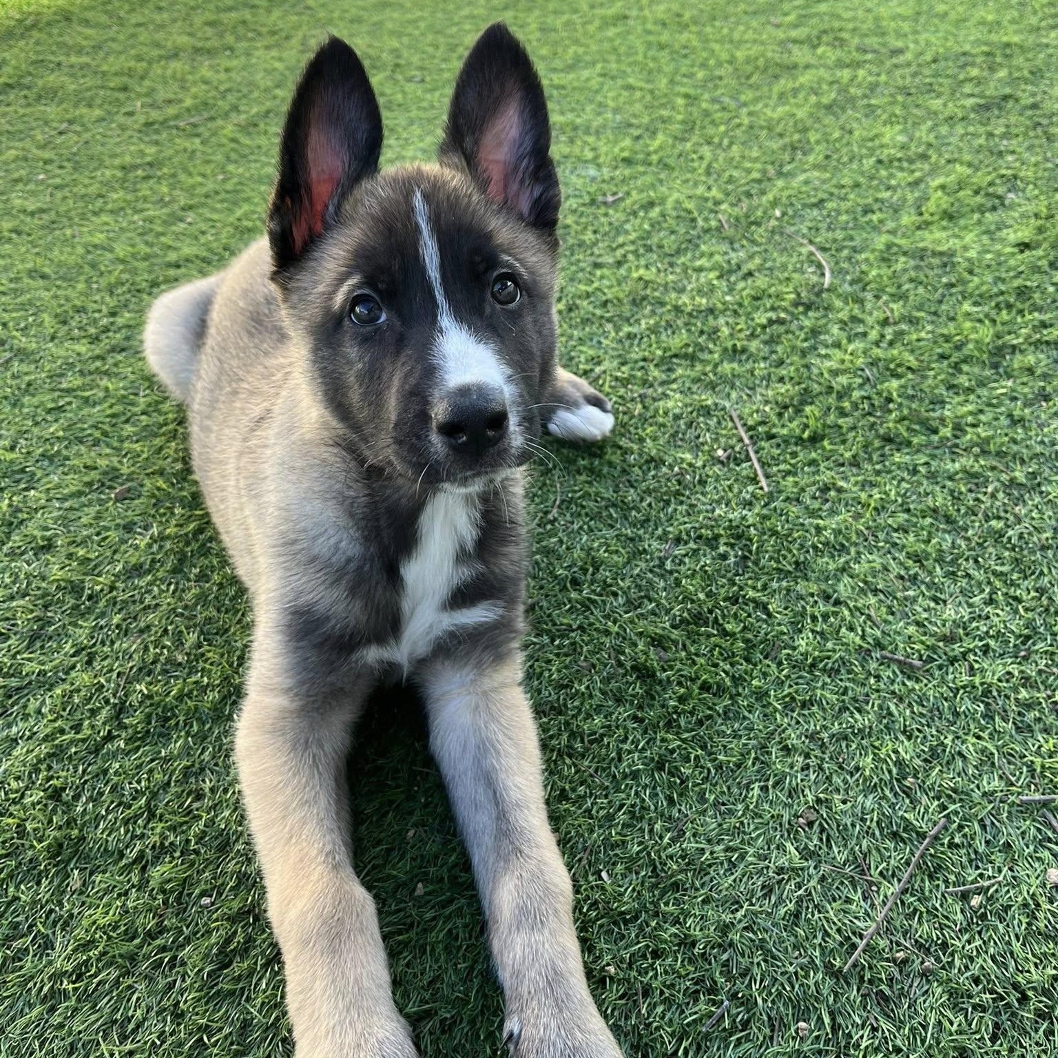 Wesson, ADOPTABLE, Puppy Male Husky & Shepherd.
