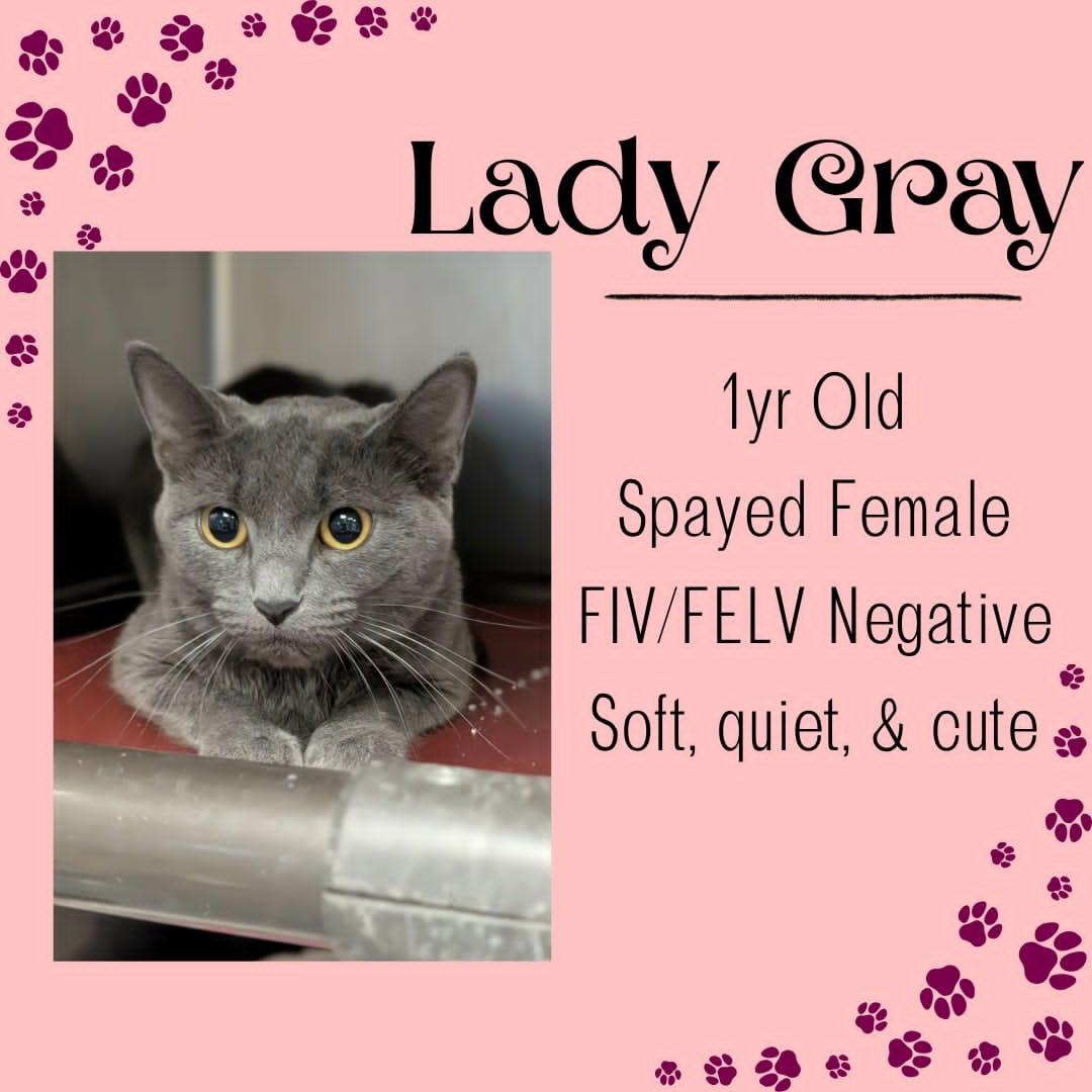 Lady Grey, adopted, Adult Female Domestic Short Hair.