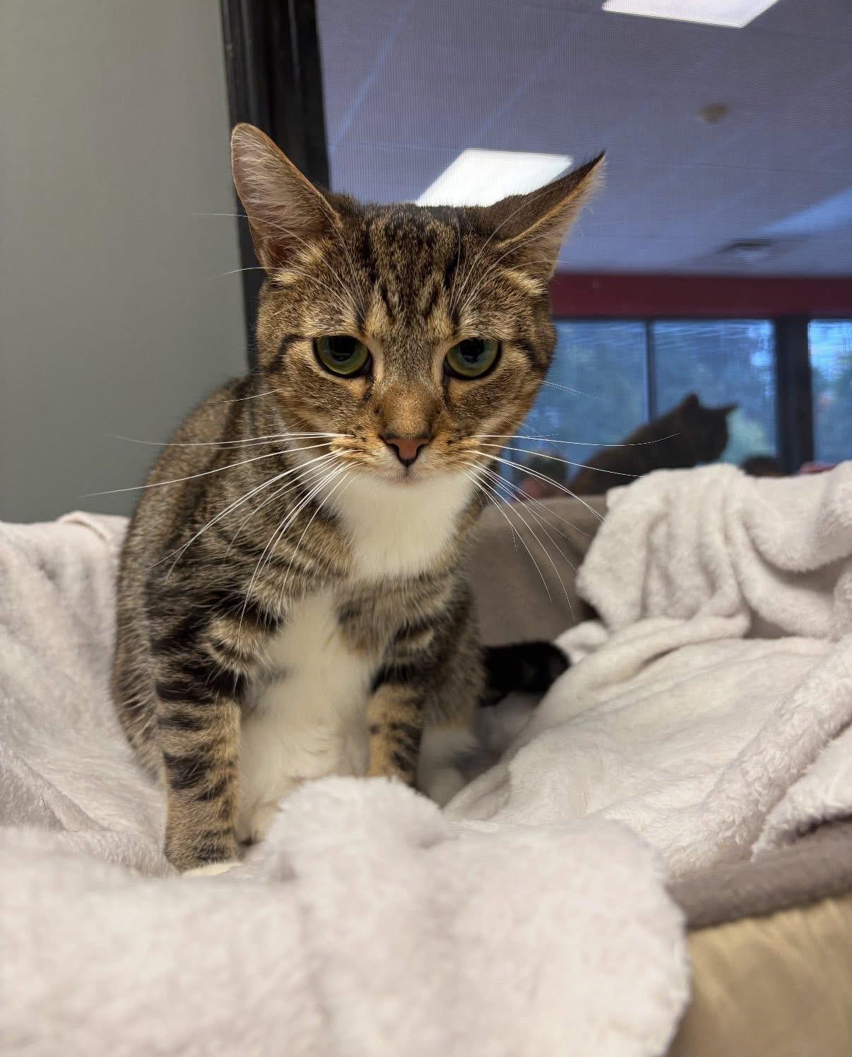 Besty, Adoptable, Adult Female Domestic Short Hair.