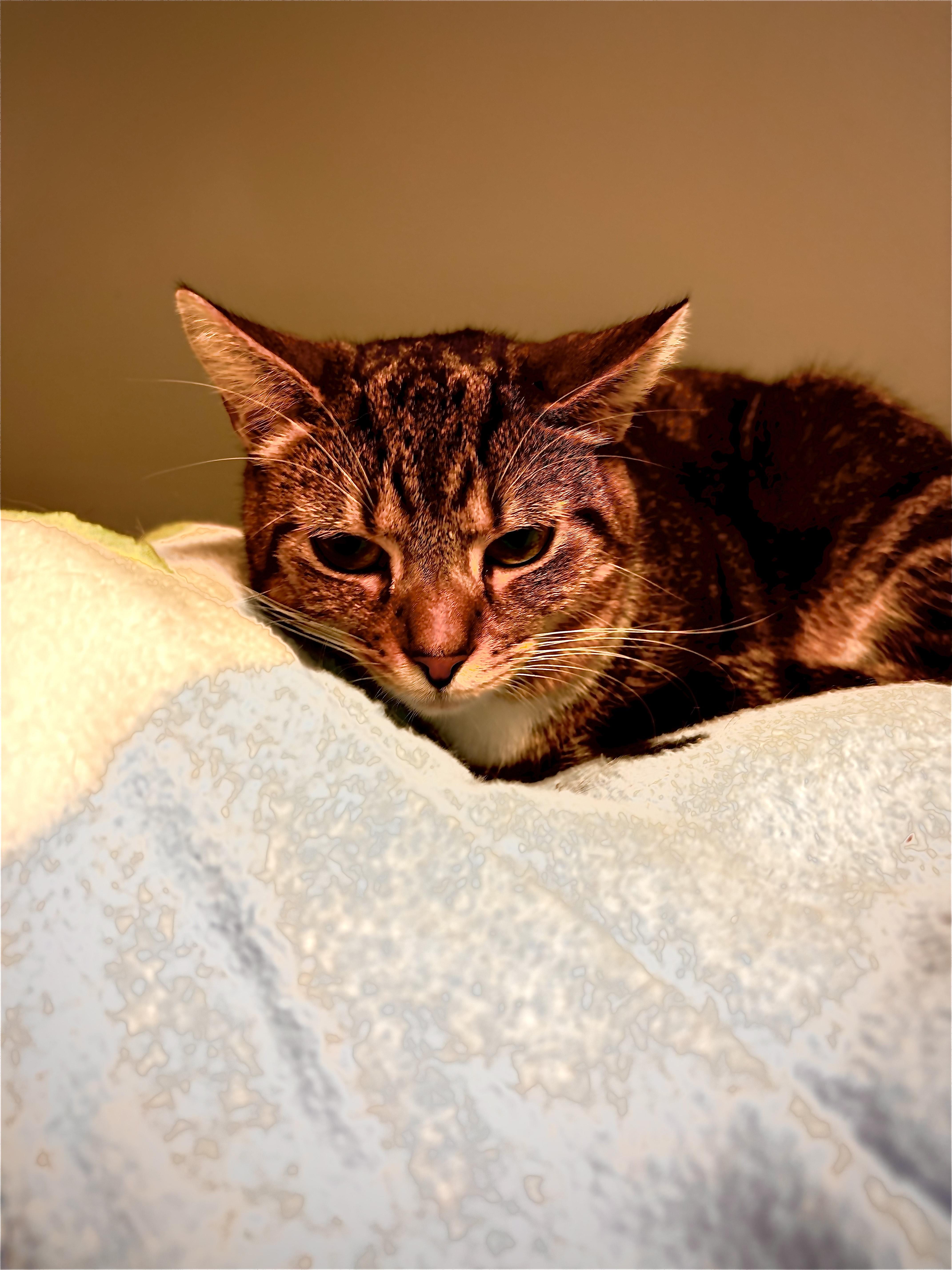 Enlarge Besty, a Adoptable Domestic Short Hair in Hamburg, NY image 2/3