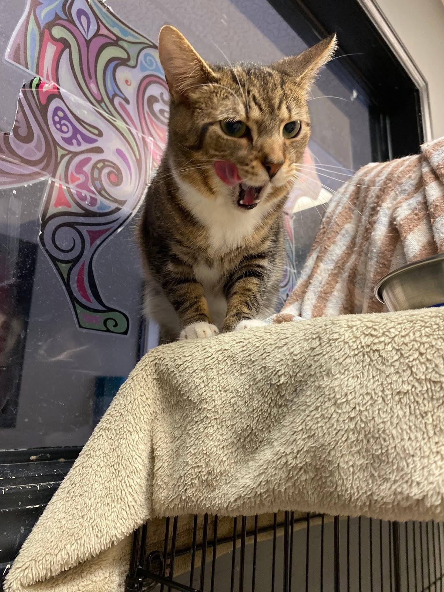 Enlarge Besty, a Adoptable Domestic Short Hair in Hamburg, NY image 3/3