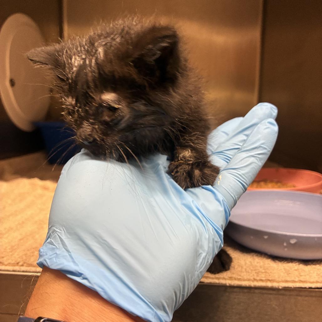 Chicken, Adoptable, Kitten Female American Shorthair.