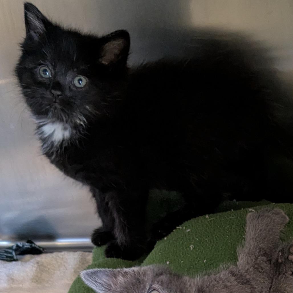 Chicken, a Adoptable American Shorthair in Danville, KY image 2/2
