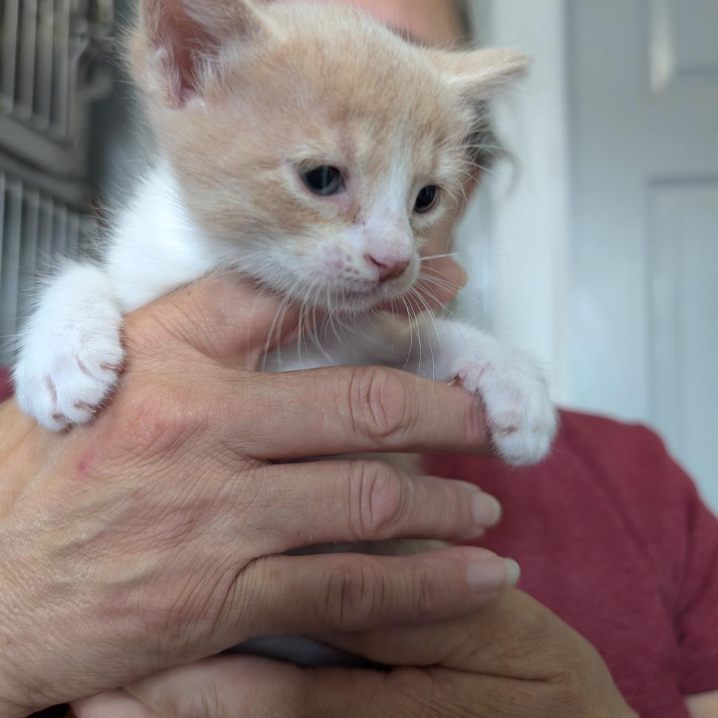 Yuzu, Adoptable, Young Female Domestic Short Hair.