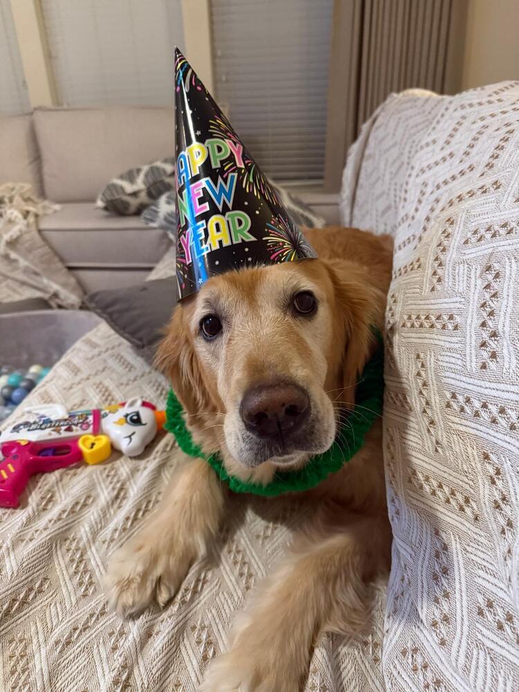 Arthur, Adopted, Senior Male Golden Retriever.