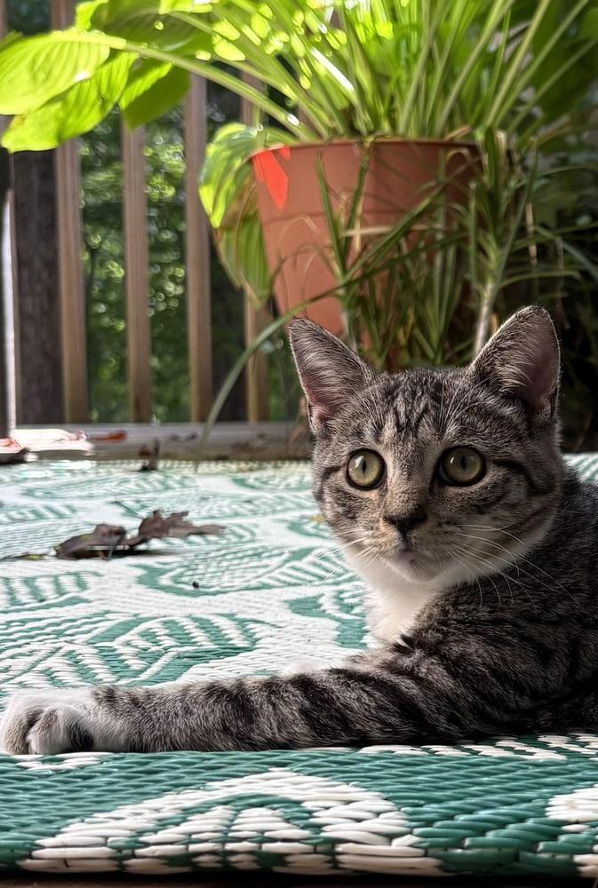 Enlarge Buffy, a Adoptable Domestic Short Hair in Lake Wylie, SC image 1/6