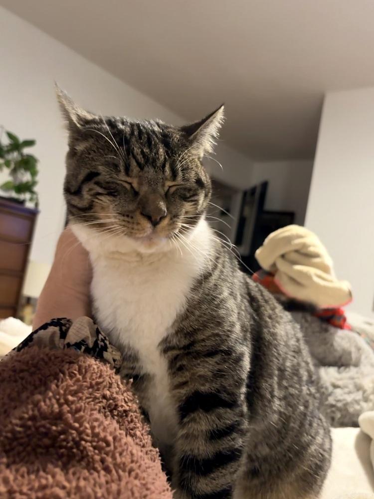 Enlarge Buffy, a Adoptable Domestic Short Hair in Lake Wylie, SC image 2/6