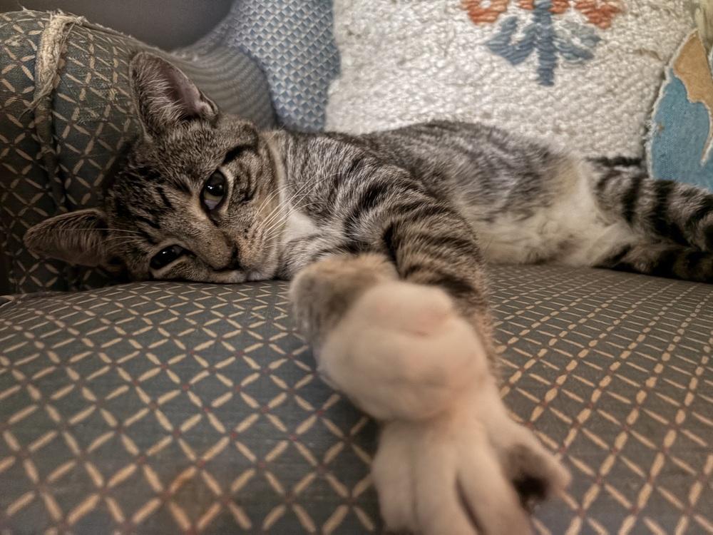 Enlarge Buffy, a Adoptable Domestic Short Hair in Lake Wylie, SC image 2/6