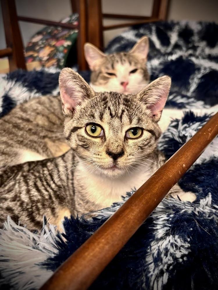 Enlarge Buffy, a Adoptable Domestic Short Hair in Lake Wylie, SC image 3/6