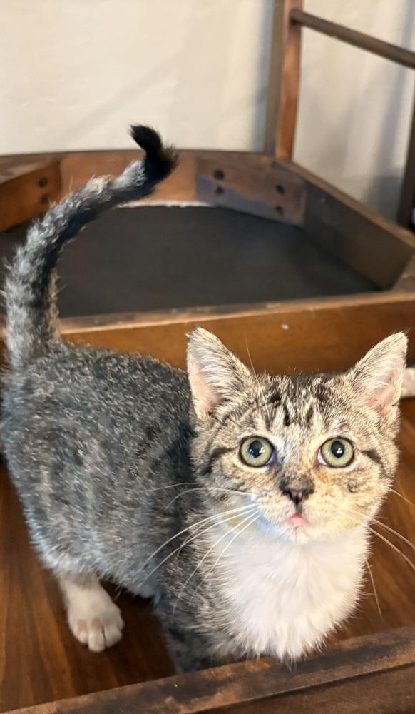 Enlarge Buffy, a Adoptable Domestic Short Hair in Lake Wylie, SC image 4/6