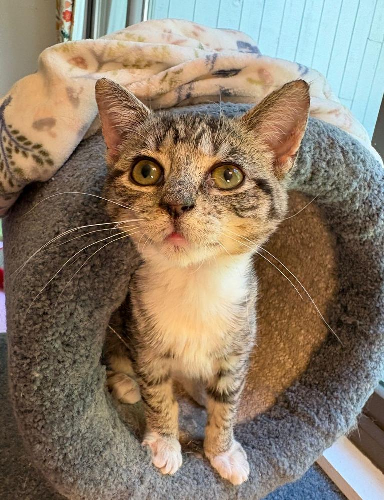 Enlarge Buffy, a Adoptable Domestic Short Hair in Lake Wylie, SC image 5/6