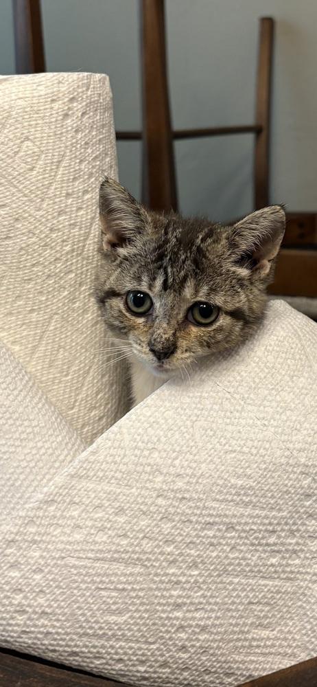 Enlarge Buffy, a Adoptable Domestic Short Hair in Lake Wylie, SC image 6/6