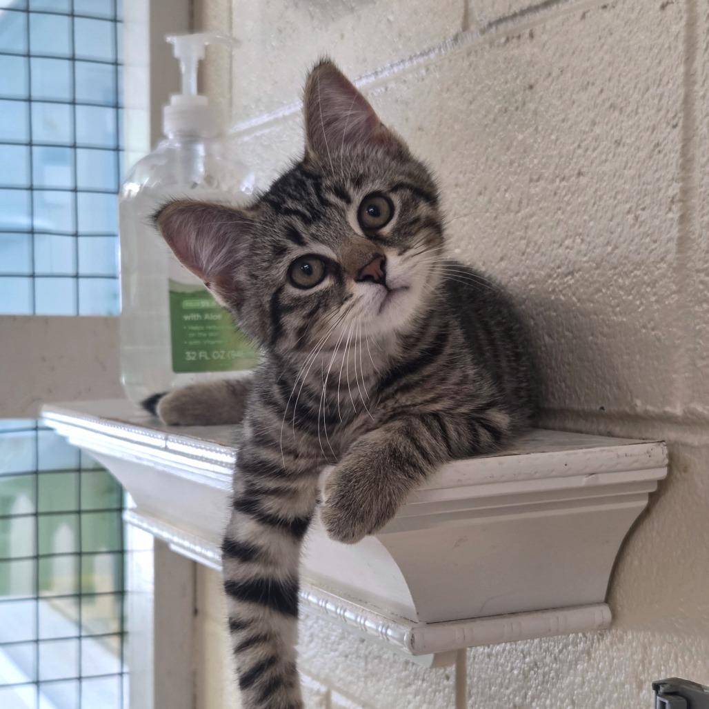 Marlin, Adoptable, Kitten Male Domestic Short Hair.