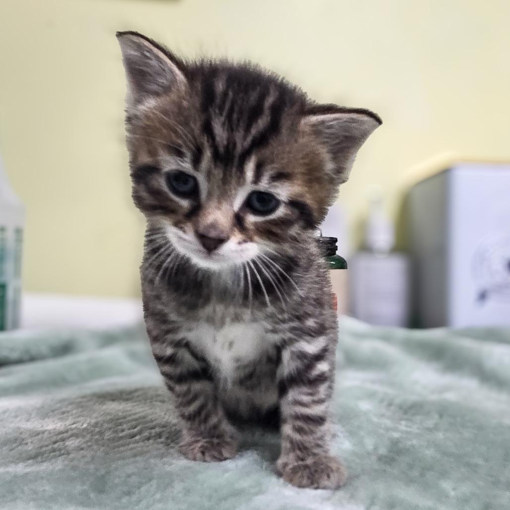 Marlin, a Adoptable Domestic Short Hair in Newport, TN image 2/6