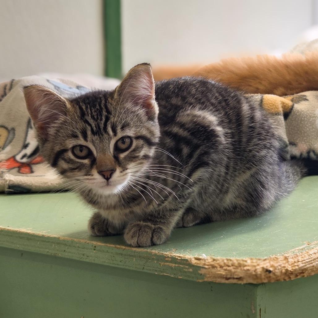 Marlin, a Adoptable Domestic Short Hair in Newport, TN image 4/6