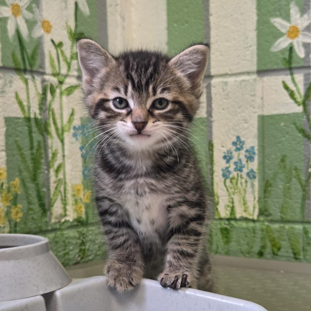 Marlin, a Adoptable Domestic Short Hair in Newport, TN image 5/6