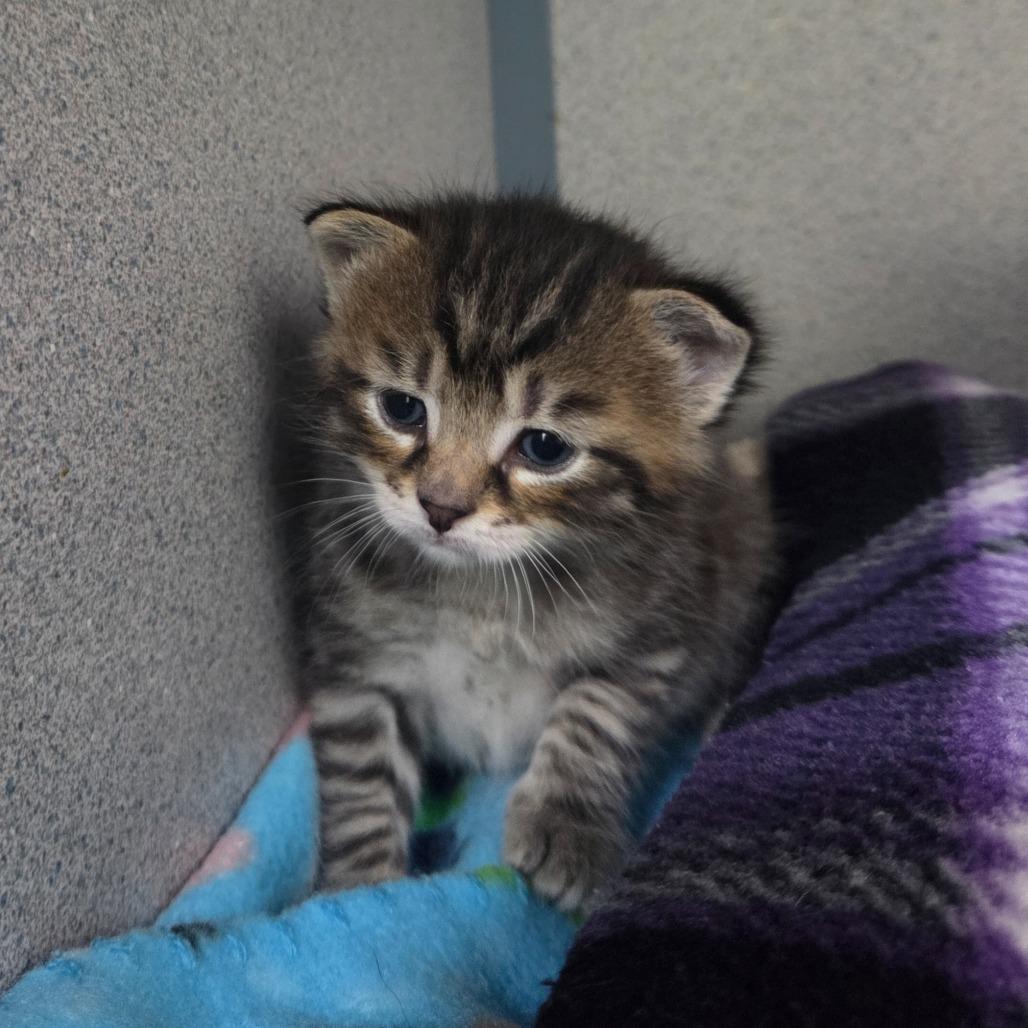 Marlin, a Adoptable Domestic Short Hair in Newport, TN image 6/6