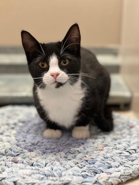Charli / 61944365, Adoptable, Young Female Domestic Short Hair.