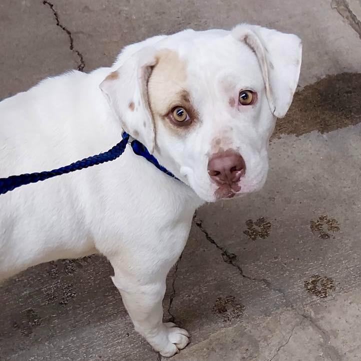 Enlarge Adele / AC 27738 / AC 27689, a Adoptable mixed breed in Greeneville, TN image 1/3