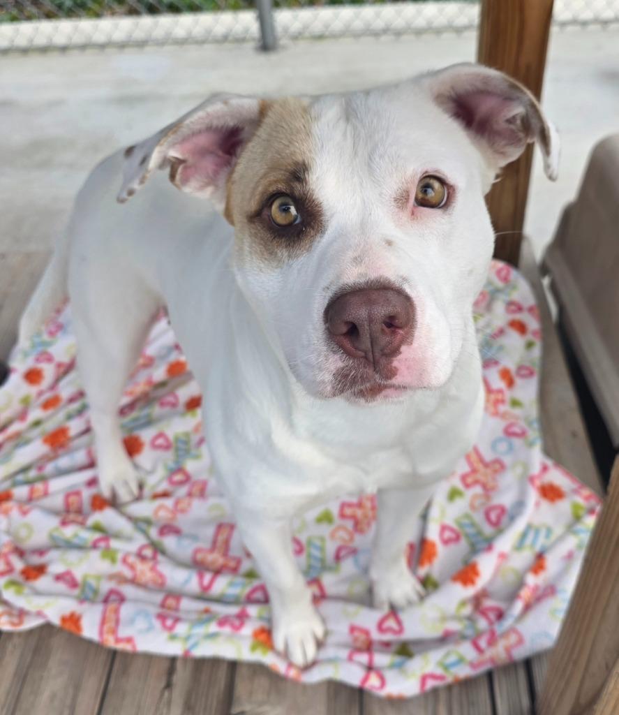 Enlarge Adele / AC 27738 / AC 27689, a Adoptable mixed breed in Greeneville, TN image 2/3