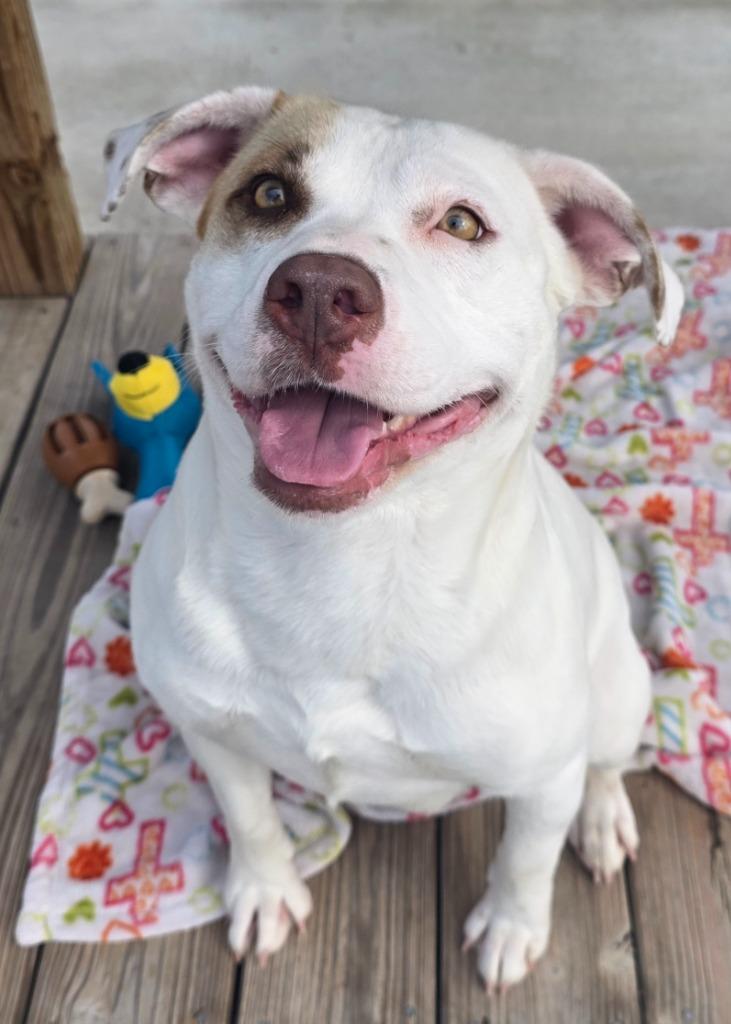 Enlarge Adele / AC 27738 / AC 27689, a Adoptable mixed breed in Greeneville, TN image 3/3
