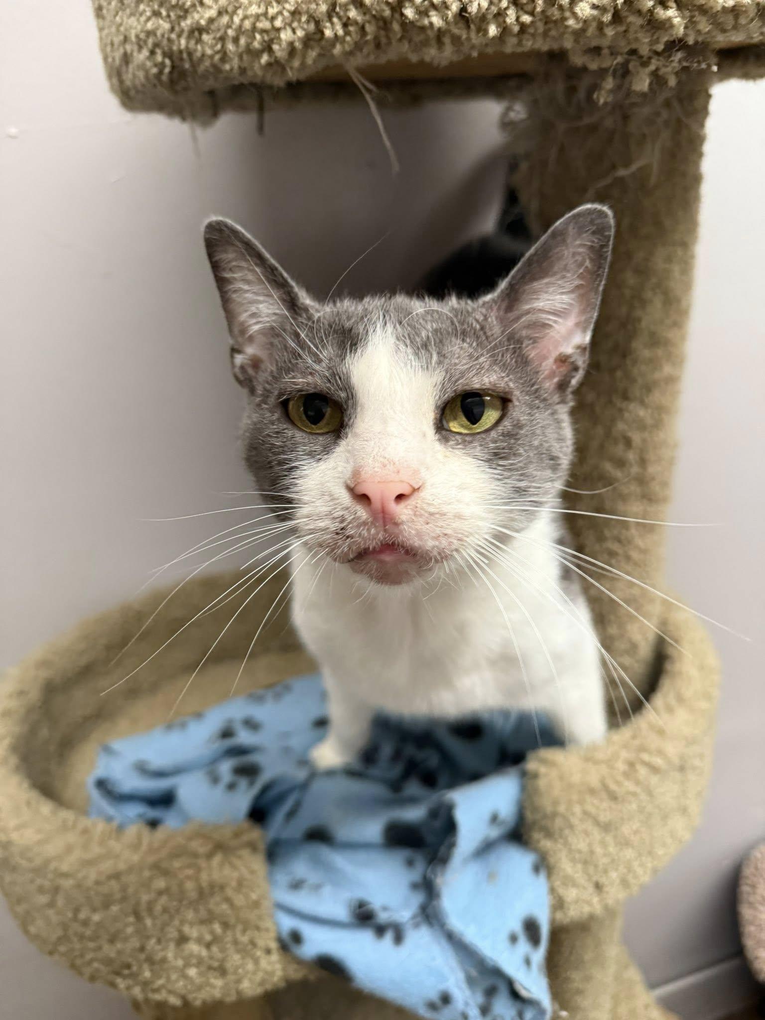 Mr. Smee, a Adoptable Domestic Short Hair in Indianapolis, IN image 2/3