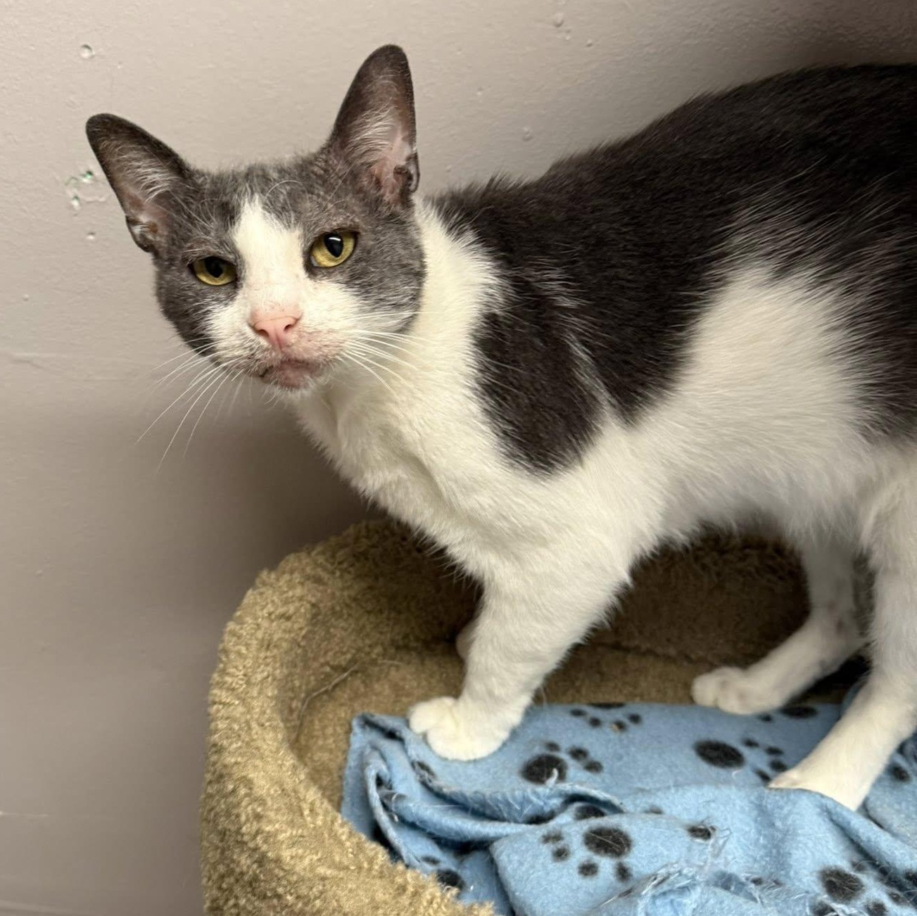 Mr. Smee — thumbnail 3