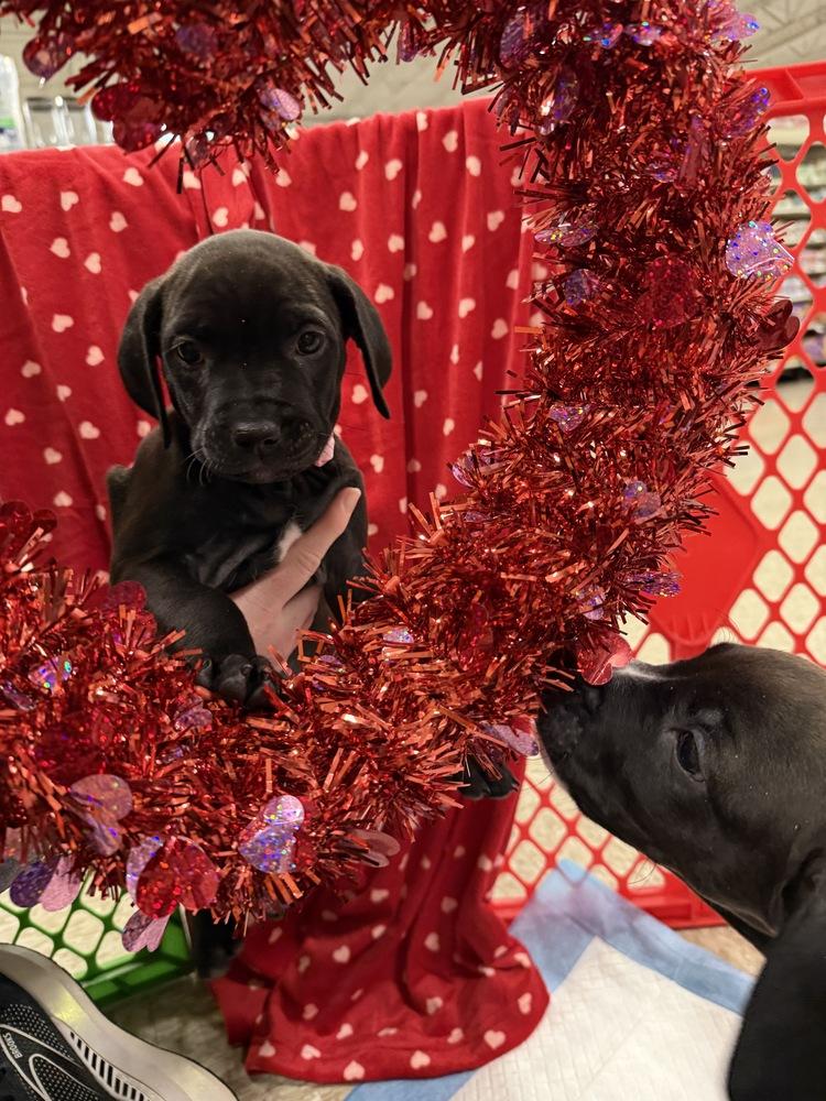 Morganne thumbnail 4