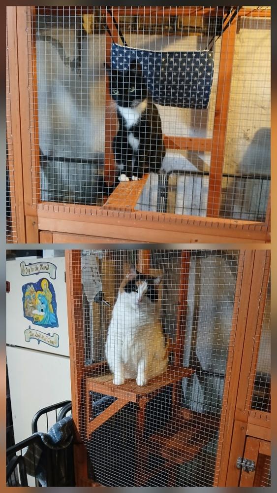 Melly, Adoptable, Adult Female Domestic Short Hair.