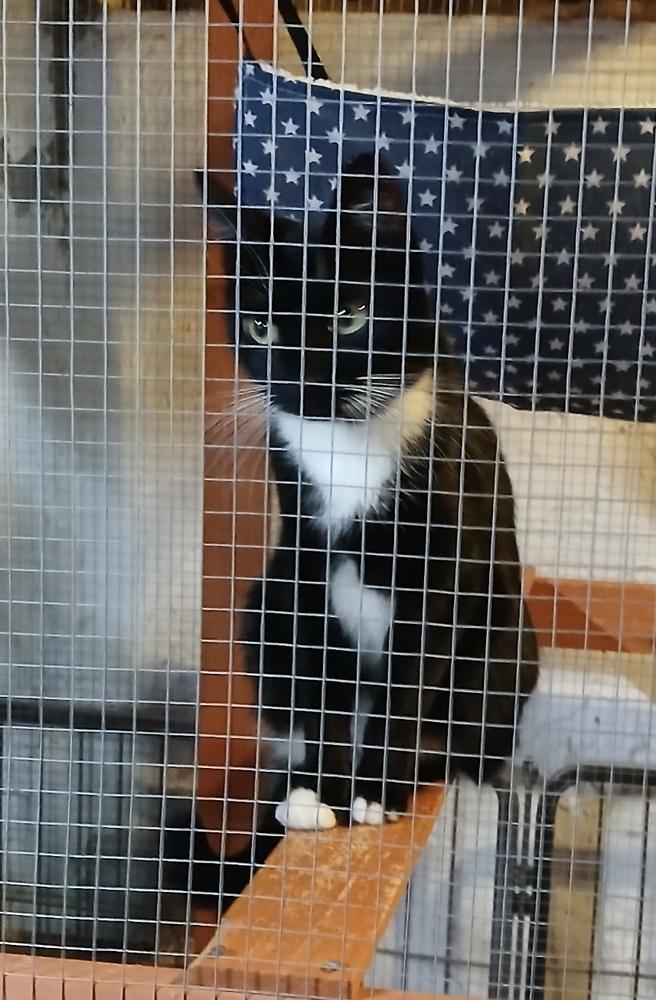 Melly, a Adoptable Domestic Short Hair image 2/4