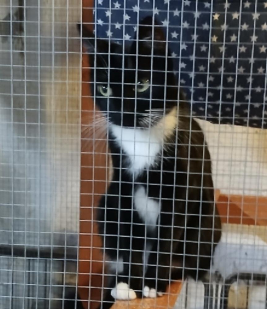 Melly, a Adoptable Domestic Short Hair image 3/4