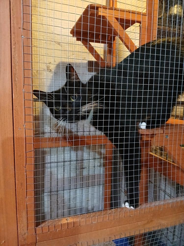 Melly, a Adoptable Domestic Short Hair image 4/4