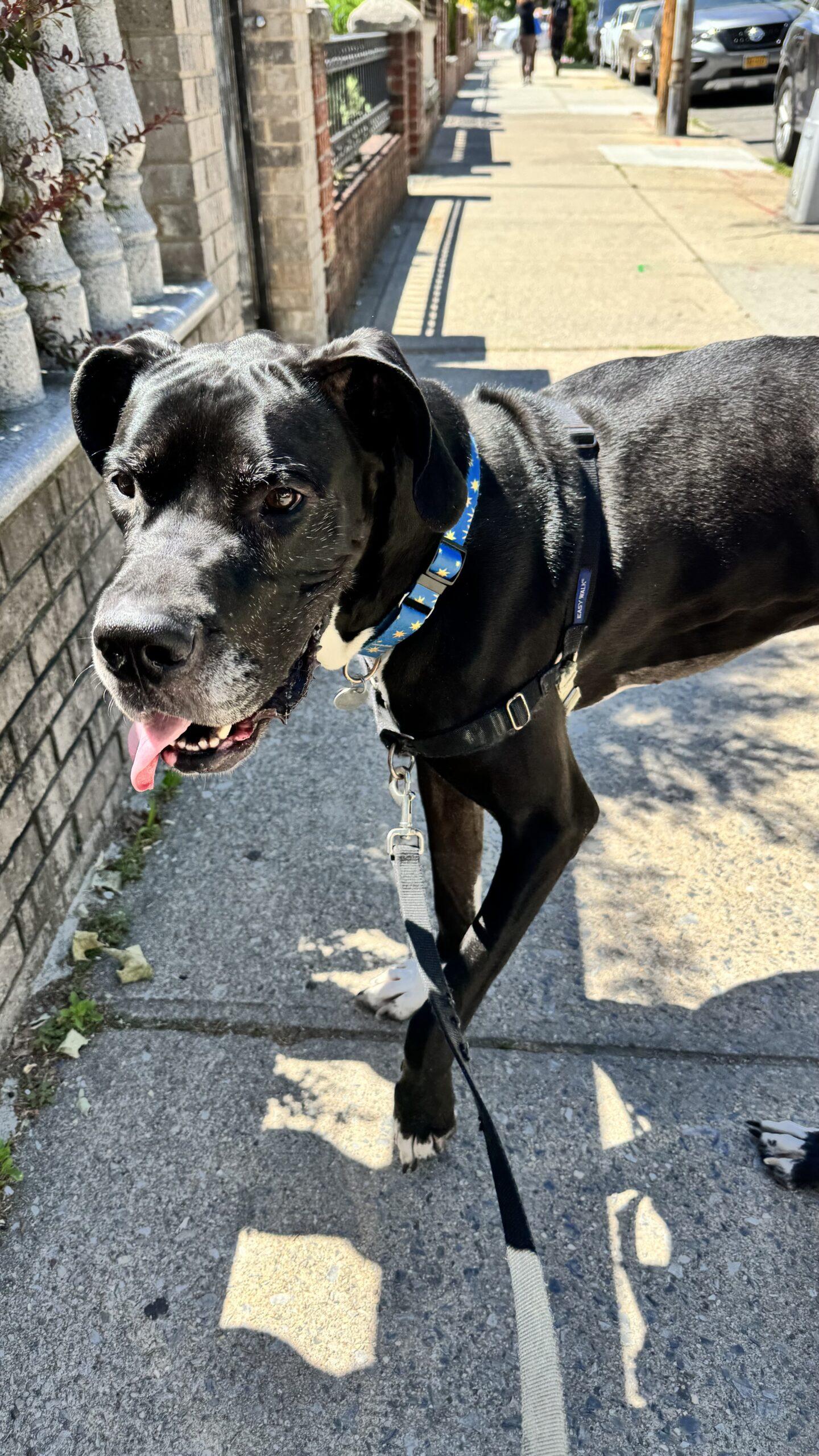 Baymax, ADOPTABLE, Young Male Great Dane.