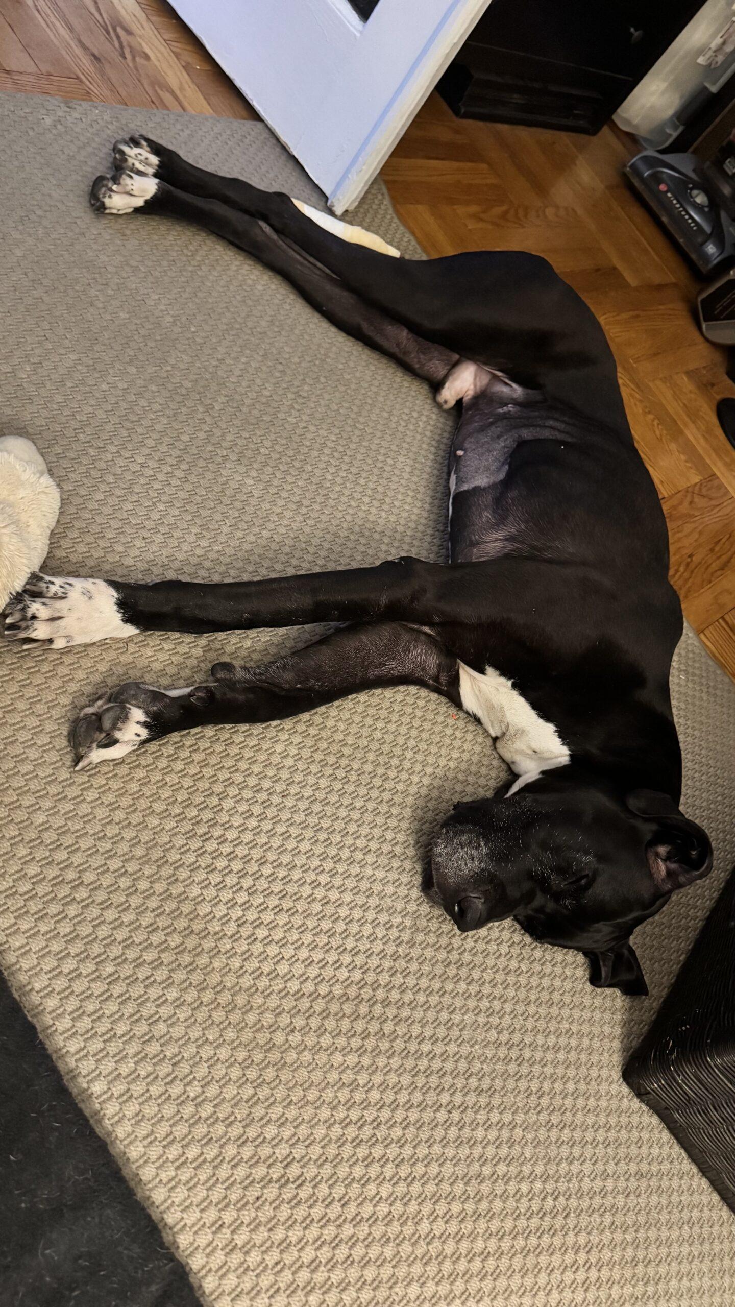 Enlarge Baymax, a ADOPTABLE Great Dane in Albany, NY image 2/3