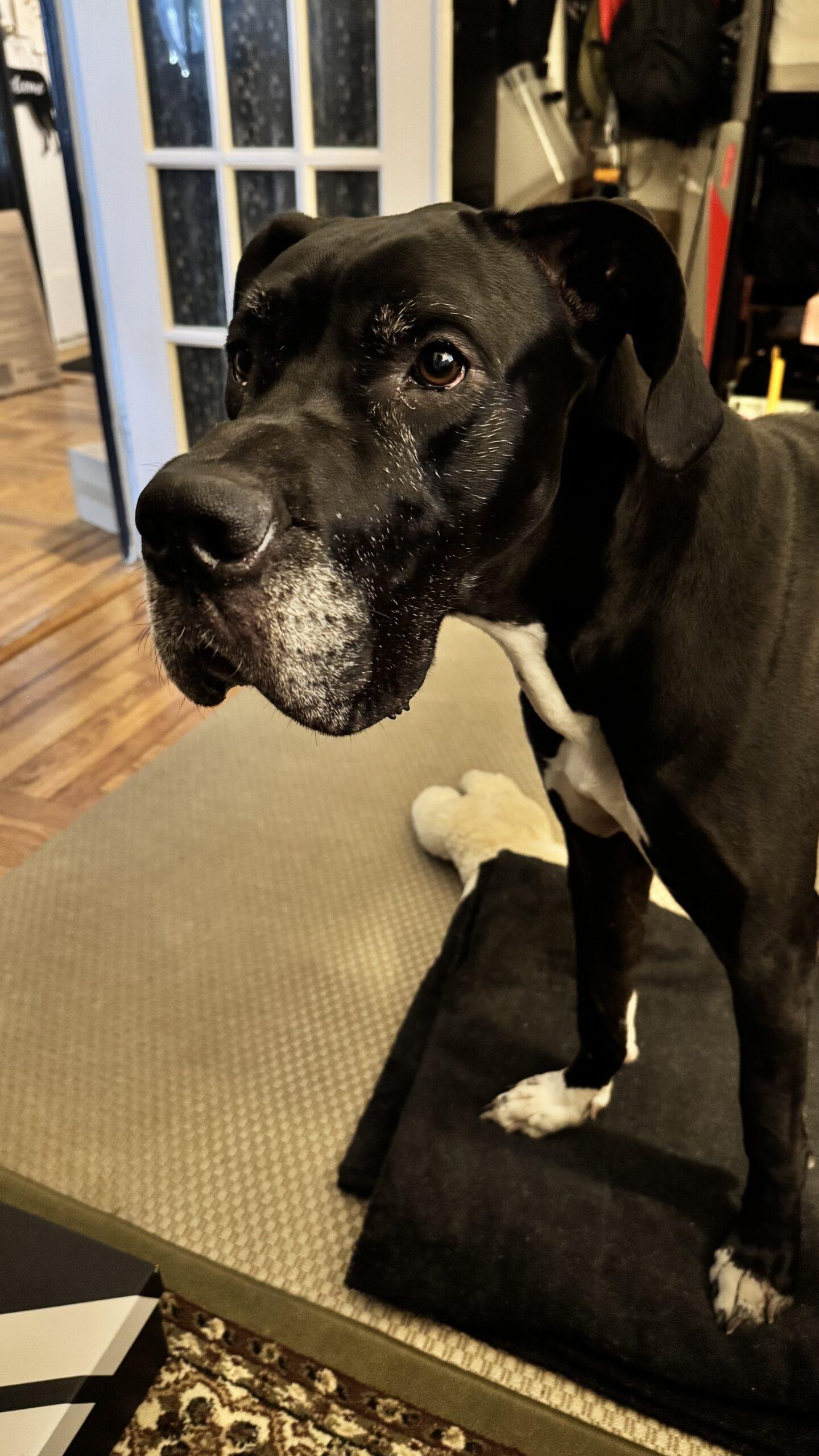 Enlarge Baymax, a ADOPTABLE Great Dane in Albany, NY image 3/3