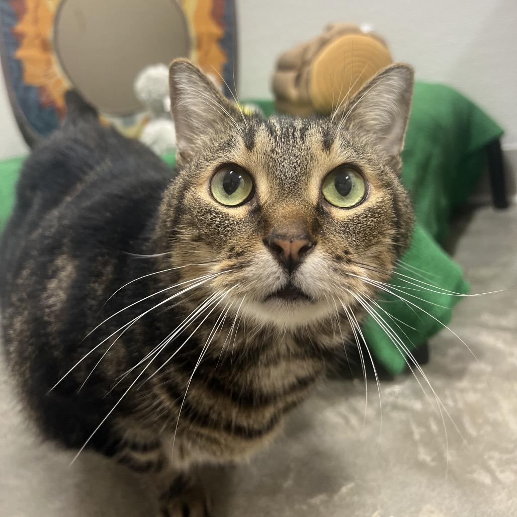 Skye, Adoptable, Senior Male Domestic Short Hair.