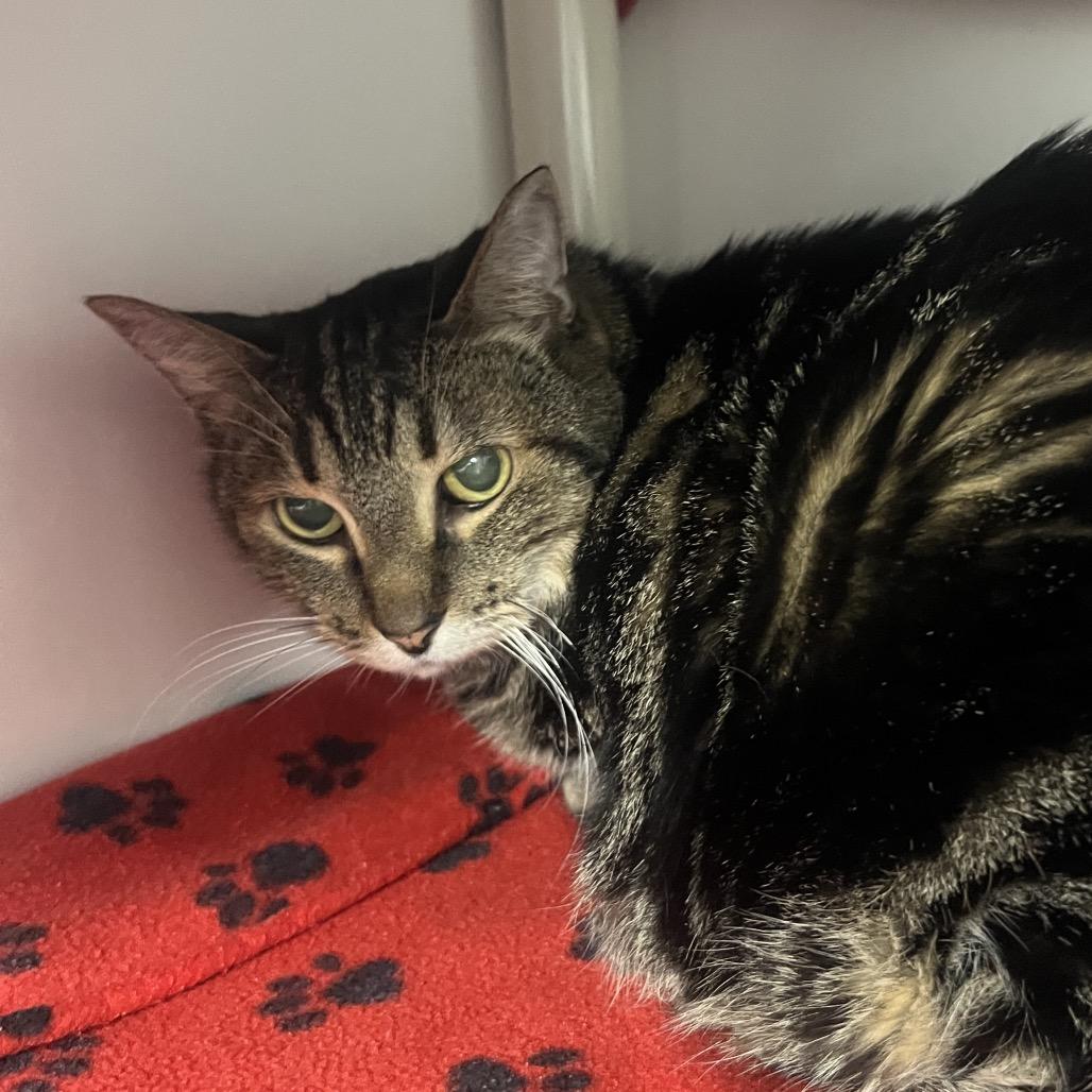 Skye, Adoptable, Senior Male Domestic Short Hair.