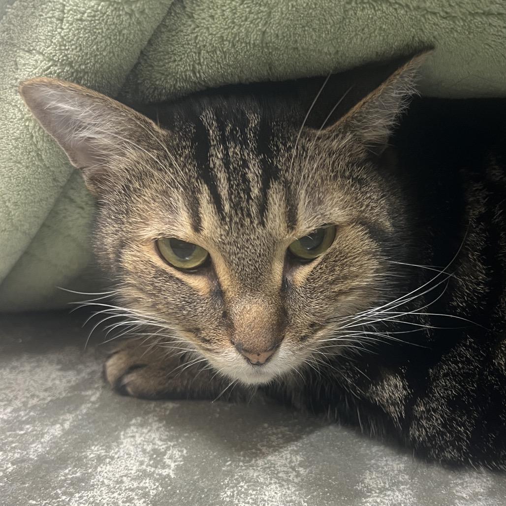 Enlarge Skye, a Adoptable mixed breed in Clearwater, FL image 3/3